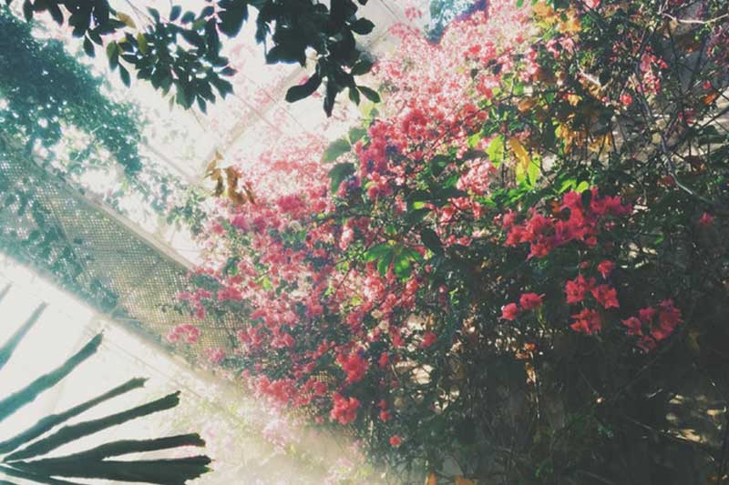 prazska_tura_po_vonne_kvetinove_stezce